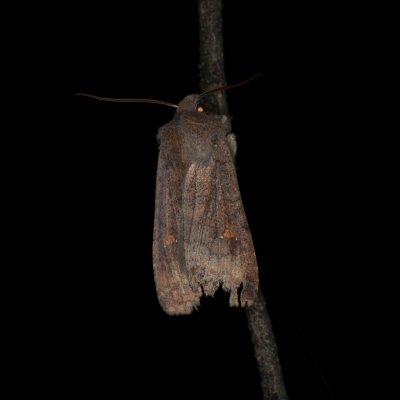 Eupsilia transversa (zimovnice dravá), Žebětín