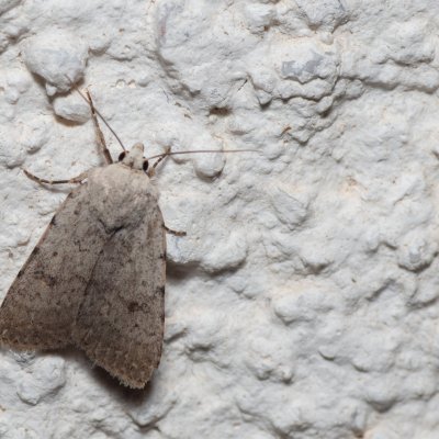 Caradrina sp., HR, Jablanac