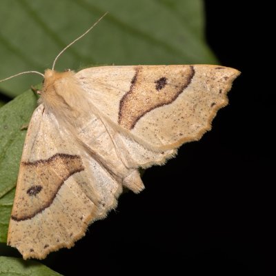 Crocallis elinguaria (zejkovec lesní), PR U Brněnky