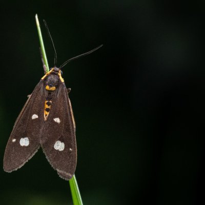 Dysauxes famula (běloskvrnáč jižní), GR, Ano Garounas, Korfu