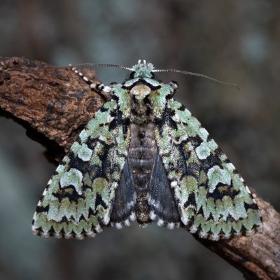 Griposia aprilina (pestroskvrnka zelenavá), Žebětín
