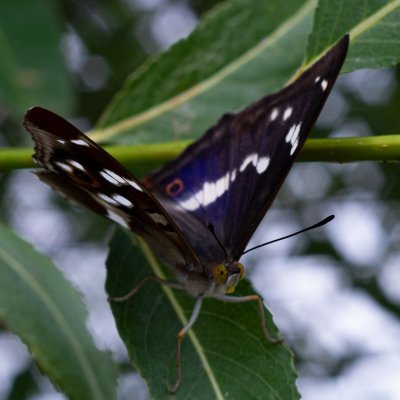 Apatura iris (batolec duhový), SK, Štôla