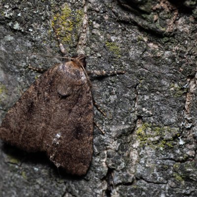 Amphipyra pyramidea (blýskavka ořešáková), PR Svatý kopeček
