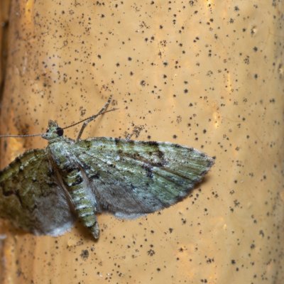 Chloroclystis v-ata (píďalička zelená), SK, Štôla