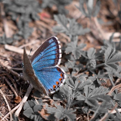 Polyommatus bellargus (modrásek jetelový), Hády
