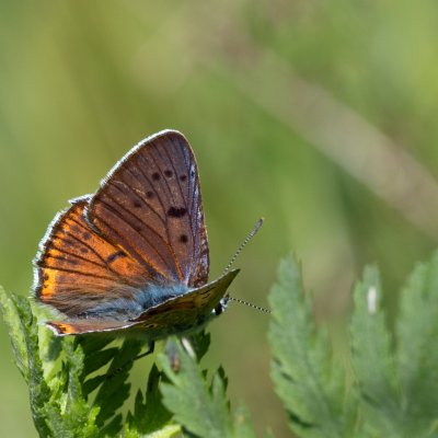 Lycaena alciphron (ohniváček modrolesklý), SK, Štôla