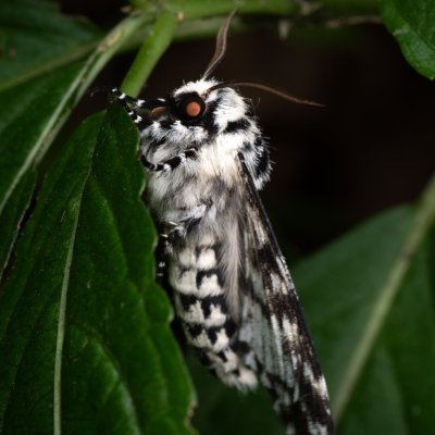 Panthea coenobita (běloskvrnka smrková), NPP Jeskyně Pekárna