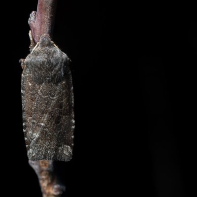 Conistra ligula (zimovnice hlohová), PR Kamenný vrch