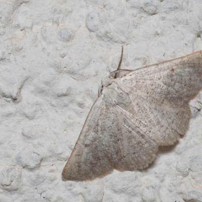 Dyscia raunaria (-), HR, Jablanac