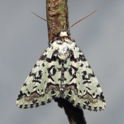 Moma alpium (šípověnka dubová), PR Svatý kopeček