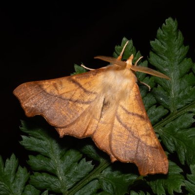 Ennomos fuscantaria (zejkovec jasanový), Henčov