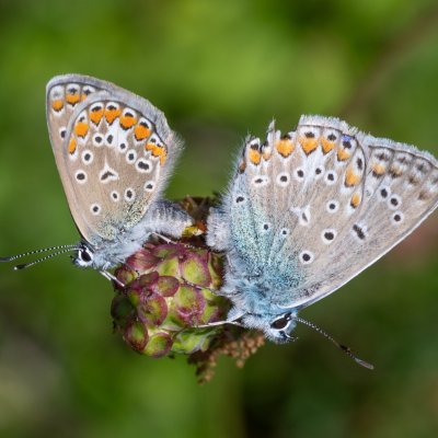 Polyommatus icarus (modrásek jehlicový), HR, Slunj