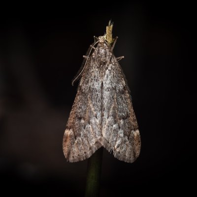 Alsophila aescularia (hedvábnice jarní), Žebětín