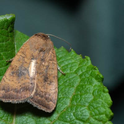 Noctua interjecta (osenice západní), Kývalka