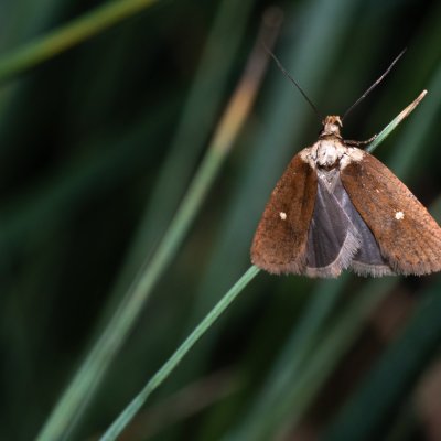 Agonopterix furvella (plochuška třemdavová), PP Střelický les