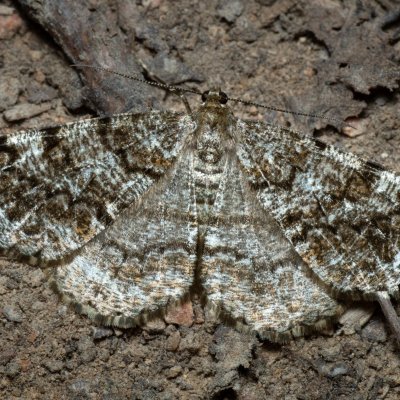 Deileptenia ribeata (různorožec jedlový), Žebětín