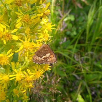 Erebia euryale (okáč rudopásný), SK, NPR Furkotská dolina, Tatry