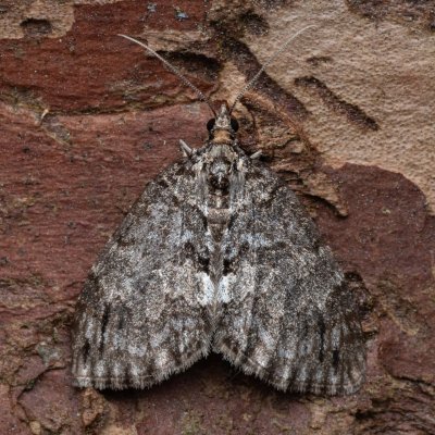 Hydriomena impluviata (píďalka olšová), NPR Radostínské rašeliniště