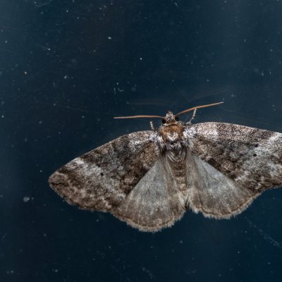 Ochropacha duplaris (můřice dvojtečná), SK, Štôla