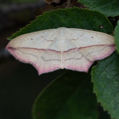 Timandra comae (žlutokřídlec šťovíkový), Jamolice