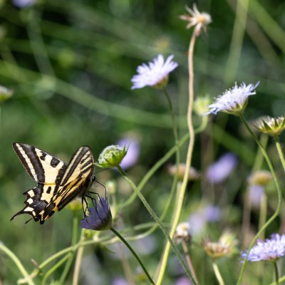 Papilio alexanor (otakárek středomořský), GR, Spartilas, Korfu