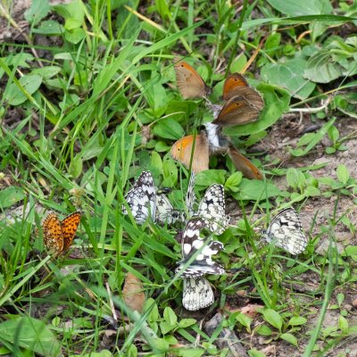 motýli na mrtvole, NPR Čertoryje