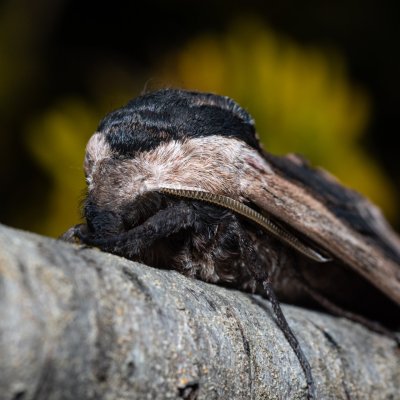 Sphinx ligustri (lišaj šeříkový), Hády - lesní lom