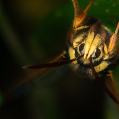 Sesia apiformis (nesytka sršňová), PR Černovický hájek