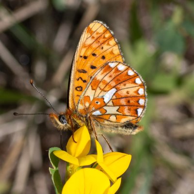 Boloria euphrosyne (perleťovec fialkový), IT, Aschbach, Jižní Tyrolsko