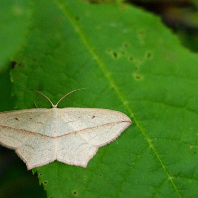 Timandra comae (žlutokřídlec šťovíkový), Kníničky