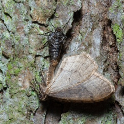 Operophtera brumata (píďalka podzimní), Žebětín