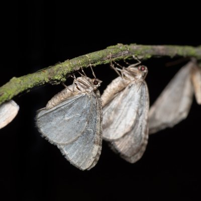 Epirrita sp., Žebětín