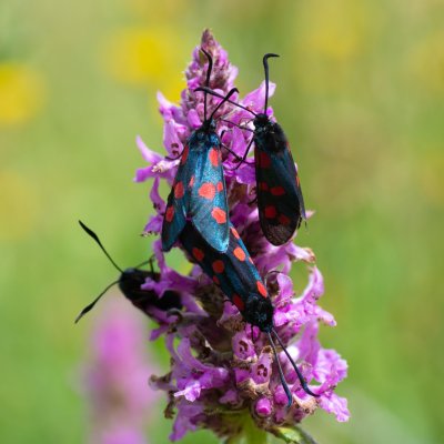 Zygaena viciae (vřetenuška komonicová), SK, Štôla