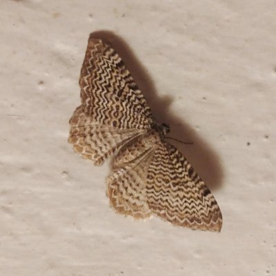 Hydria undulata (píďalka vlnkovaná), SK, Štôla