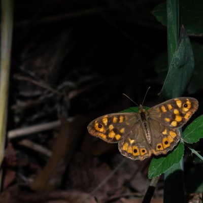 Pararge aegeria (okáč pýrový), ES, Parque Natural de la Albufera, Mallorca