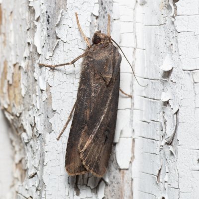 Agrotis ipsilon (osenice ypsilonová), SK, Štôla