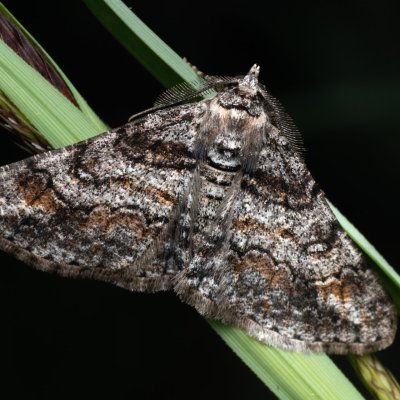 Cleora cinctaria (různorožec vřesový), Lanžhot