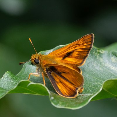 Ochlodes sylvanus (soumračník rezavý), HR, Babić Siča, Velebit