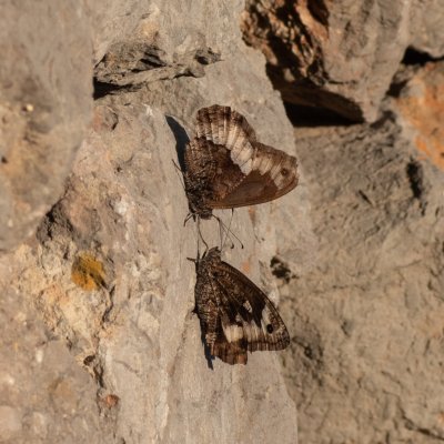 Hipparchia fagi (okáč medyňkový), HR, Jablanac