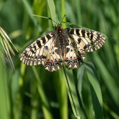 Zerynthia polyxena (pestrokřídlec podražcový), Nové Mlýny - střed