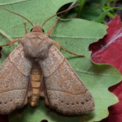 Mesogona acetosellae (osenice trnková), PP Kavky