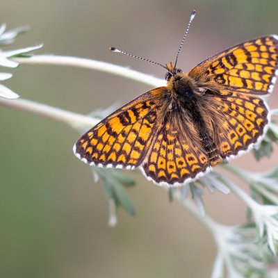 Melitaea cinxia (hnědásek kostkovaný), PR Biskoupský kopec