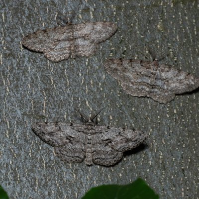 Hypomecis roboraria (různorožec dubový), Hypomecis punctinalis (různorožec ovocný), NS Bučín