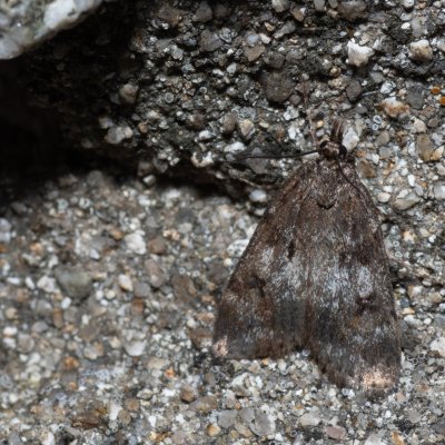 Gesneria centuriella (šedovníček horský), SK, Štôla