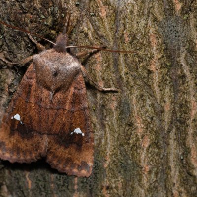 Eupsilia transversa (zimovnice dravá), PR Kamenný vrch