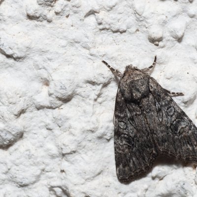 Evisa schawerdae (-), HR, Jablanac