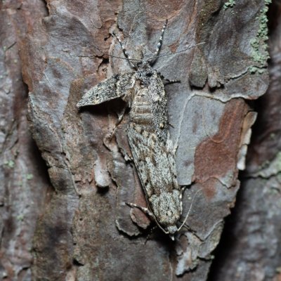 Diurnea fagella (šedivěnka jarní), Žebětín