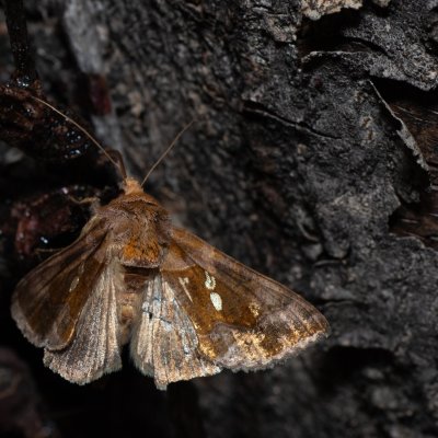 Chrysodeixis chalcites (kovolesklec jižní), HR, Jablanac