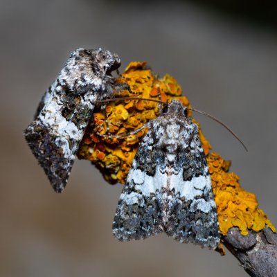 Hadena compta (můra kartouzková), Havranické vřesoviště