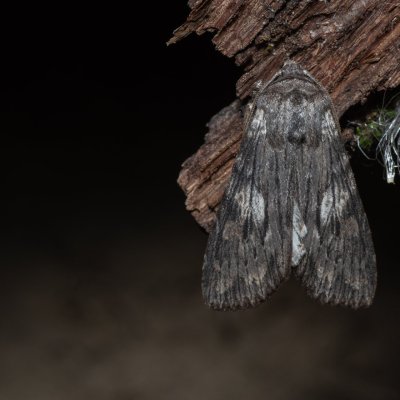 Scotochrosta pulla (-), PP Milovická stráň